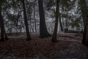 February Fog