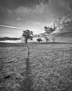 Trees, Animal Tracks