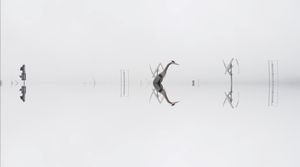 Fog 4. From the series, And the Whole World Stops.