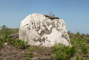 19 Erratic