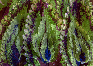 Dubuji Walkabout. Daintree. Australia