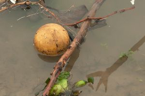Ball and Fruit Floating