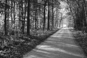 Through the beech forest