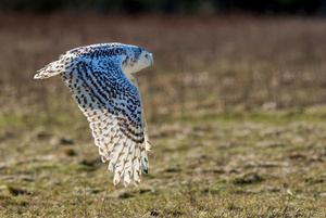 Snowy owl