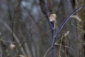 Purple Twig
