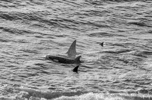 Orcas