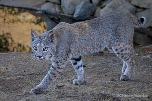 Bobcat Walks In Front Of Small Pond
