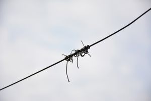 Wired