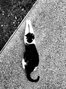 Stray Cats_20