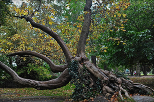 Twisted Tree in Rain