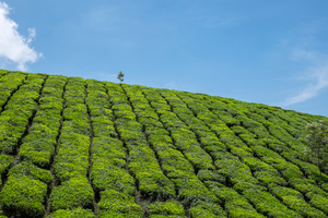 Tree on a hill