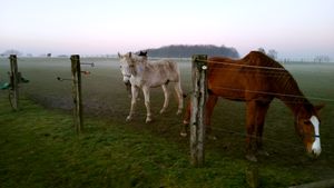 Horses in the mist.