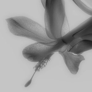 Flowers 13