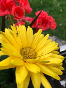 Flower and it's Friend