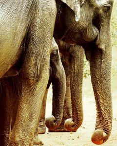By a Nose (Kumana, Sri Lanka)
