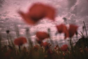 Poppies