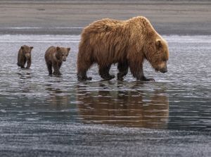 Brown Bear Parade
