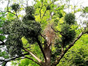 Trees 16