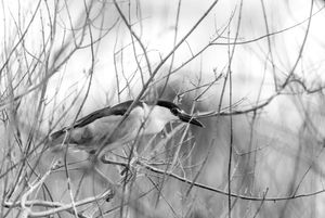 Fauna de Buenos Aires