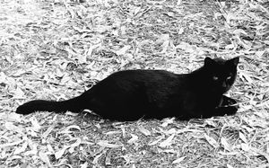 Athens Cats_1
