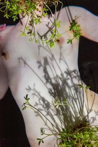 Ecosex in The Other Way Around