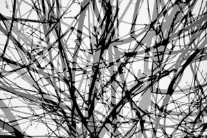 Disturbing Nature n°5 bis