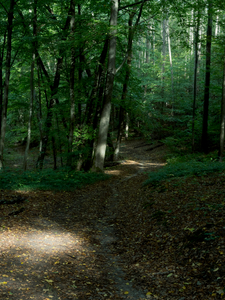 Brandenburg Forests 04