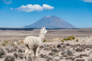 alpaca