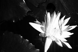 Flower#1