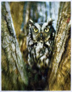 © Wendi Schneider "Screech Owl"