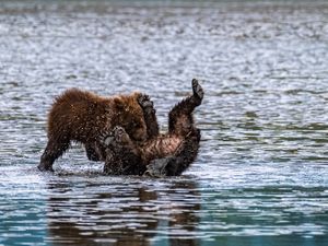 Bear Cub Fight