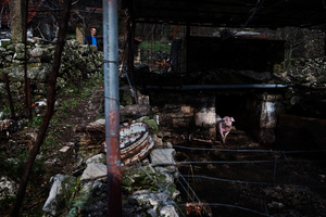 Falaso with its unique pig