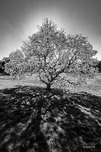 Magnolia tree, Kenwood, Hampstead Heath