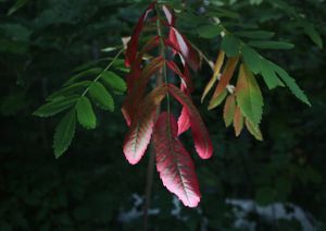 Gilmanton, N.H. © Matt Nighswander