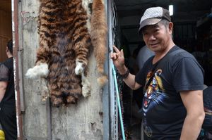 tiger man