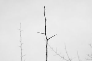 Twig, National Street