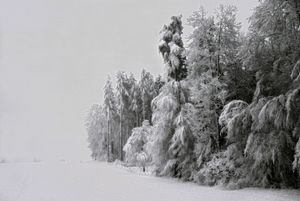 Niege, Zurich, Portraits of Trees