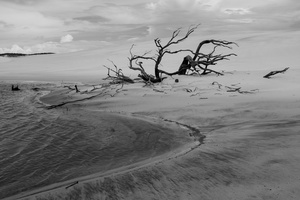 Dead trees at Lençois Maranhenses National Park
