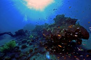 Coral Reefs of Eilat