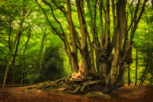 Epping Beech Enchantment