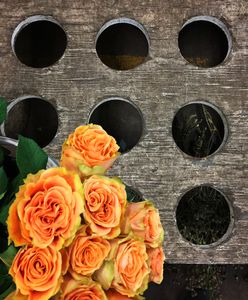 Peach roses