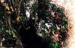 Trees and a body
