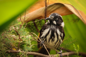 BIRD AND A TWIG