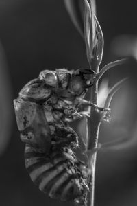 Cicada