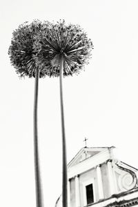 Allium