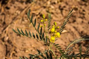 Senna Flower - Thar Desert, Rajasthan India