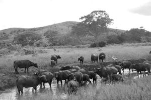 Buffaloes herd