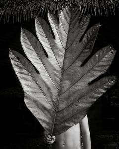 Breadfruit Leaf