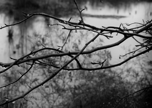 The Pond Project #150