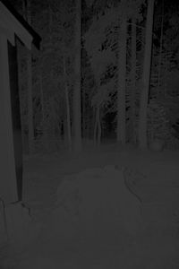 Untitled (Stump)